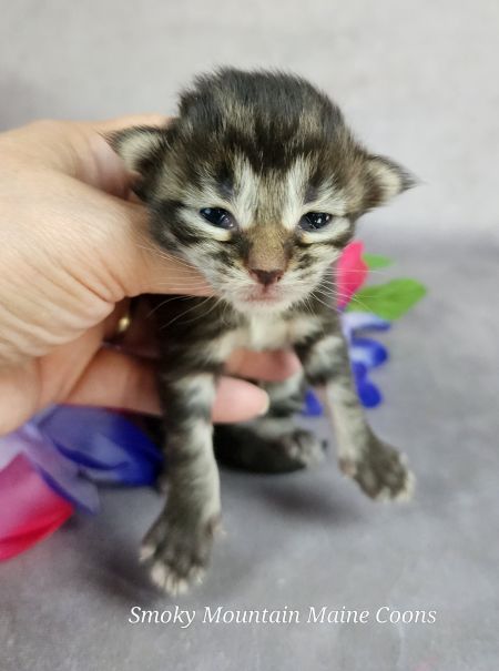 MainecoonkittensEvanstarDandy09262025FYellow1.jpg