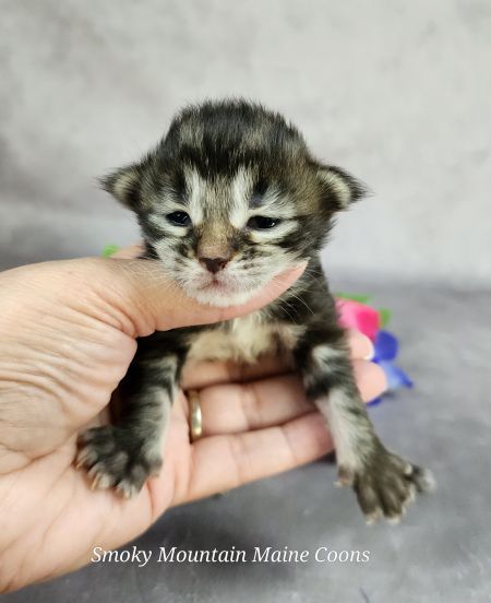 MainecoonkittensEvanstarDandy09262025FYellow10.jpg