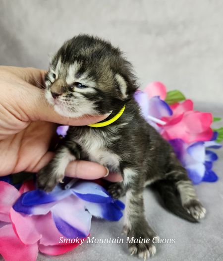 MainecoonkittensEvanstarDandy09262025FYellow4.jpg