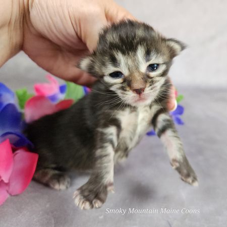 MainecoonkittensEvanstarDandy09262025FYellow7.jpg