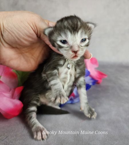 MainecoonkittensEvanstarDandy09262025MLtBlue10.jpg