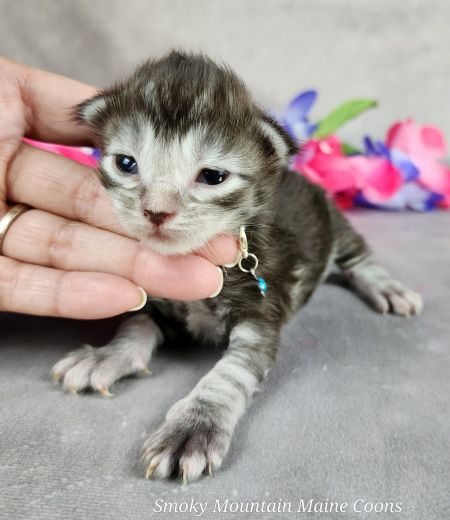 MainecoonkittensEvanstarDandy09262025MLtBlue2.jpg