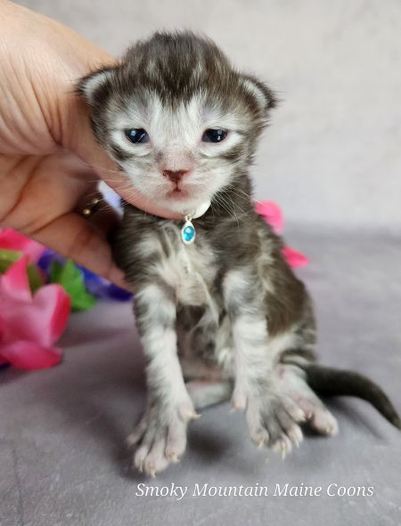 MainecoonkittensEvanstarDandy09262025MLtBlue8.jpg