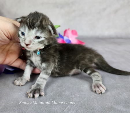 MainecoonkittensEvanstarDandy09262025MLtBlue9.jpg