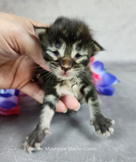MainecoonkittensEvanstarDandy09262025MOrange1.jpg.jpg