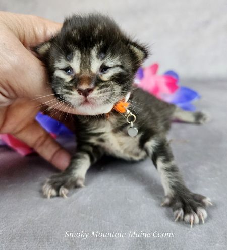 MainecoonkittensEvanstarDandy09262025MOrange3.jpg