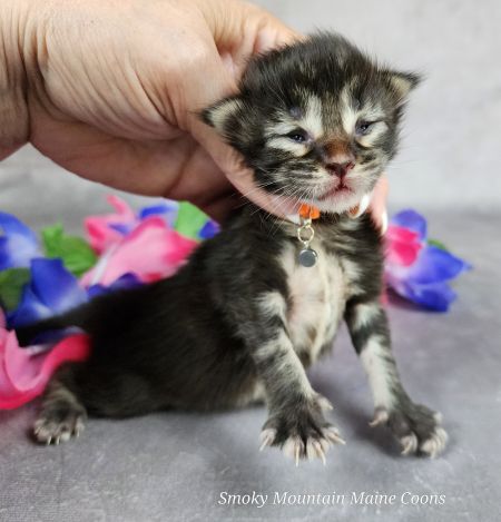 MainecoonkittensEvanstarDandy09262025MOrange5.jpg