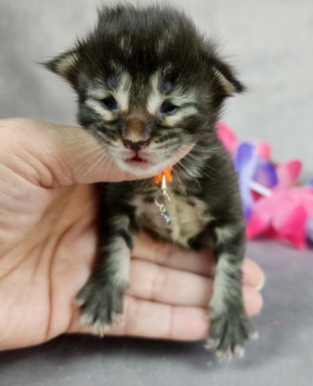 MainecoonkittensEvanstarDandy09262025MOrange8.jpg