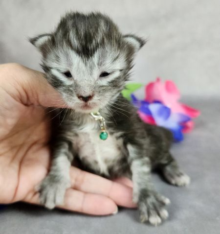 MainecoonkittensEvanstarDandy122524FGreen16.jpg