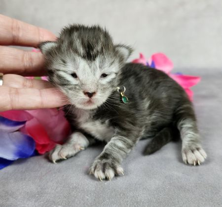 MainecoonkittensEvanstarDandy122524FGreen5.jpg