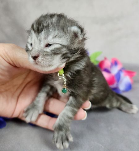 MainecoonkittensEvanstarDandy122524FGreen9.jpg