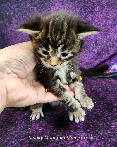 MainecoonkittensEvanstarDandy122524FPink6.jpg
