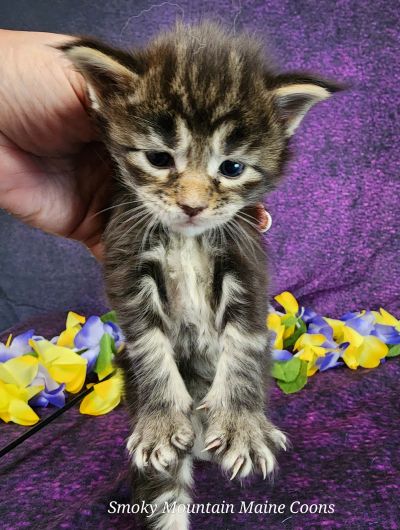 MainecoonkittensEvanstarDandy122524FPink8.jpg