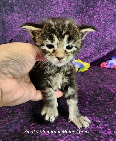 MainecoonkittensEvanstarDandy122524FPink9.jpg