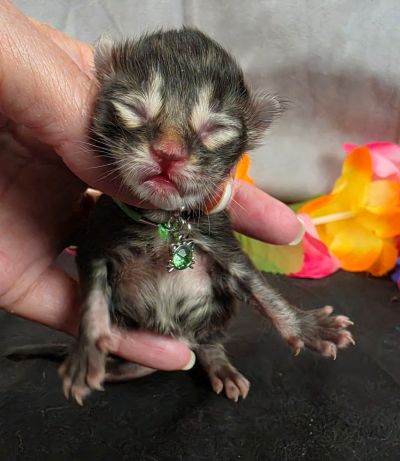 Porter green collar black smoke Maine Coon kitten photo 1