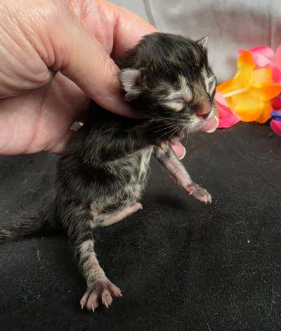 Porter green collar black smoke Maine Coon kitten photo 2