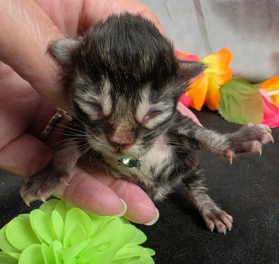 Porter green collar black smoke Maine Coon kitten photo 4