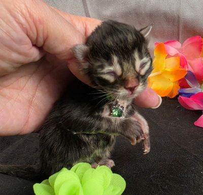 Porter green collar black smoke Maine Coon kitten photo 5