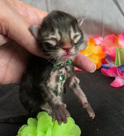 Porter green collar black smoke Maine Coon kitten photo 6
