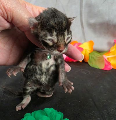 Porter green collar black smoke Maine Coon kitten photo 7