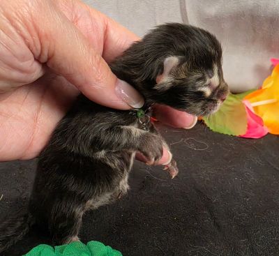 Porter green collar black smoke Maine Coon kitten photo 8
