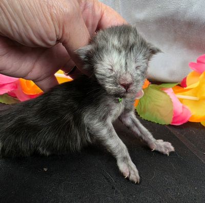 Phantom green collar black smoke — shaded line Maine Coon kitten photo 3
