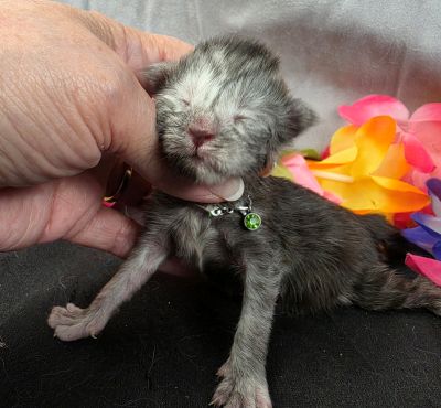 Phantom green collar black smoke — shaded line Maine Coon kitten photo 4