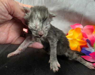 Phantom green collar black smoke — shaded line Maine Coon kitten photo 5