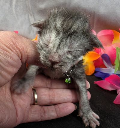 Phantom green collar black smoke — shaded line Maine Coon kitten photo 7