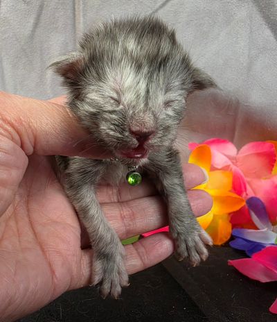 Phantom green collar black smoke — shaded line Maine Coon kitten photo 8