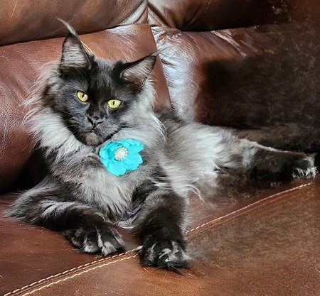 Mainecoonqueenkailani5.jpg Mainecoonqueenkailani5.jpg