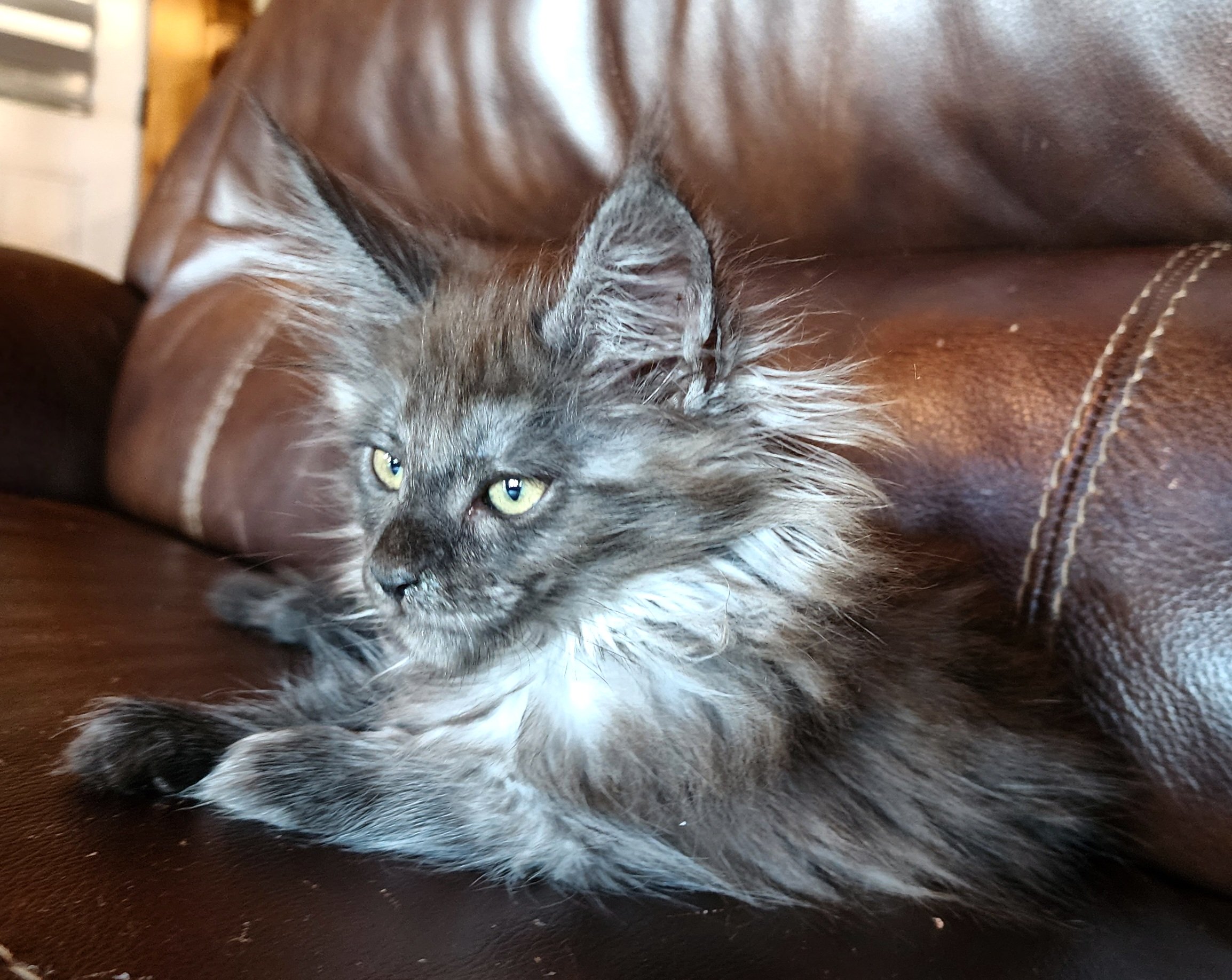 Dixie Rose, Black Smoke Maine Coon, photo 6