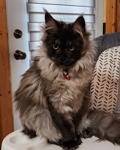 Dixie Rose, Black Smoke Maine Coon, photo 3