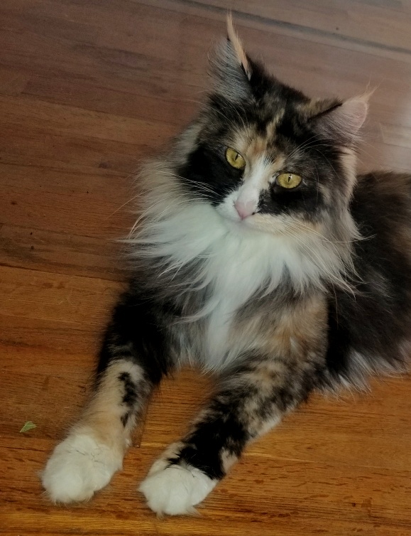 QueenZivaMaineCoon.jpg QueenZivaMaineCoon.jpg