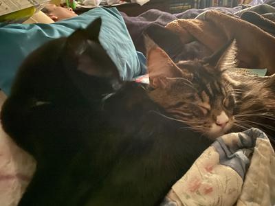 Having a rare sweet moment with one of our other cats 😂
