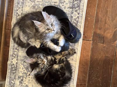 Hanging out together again