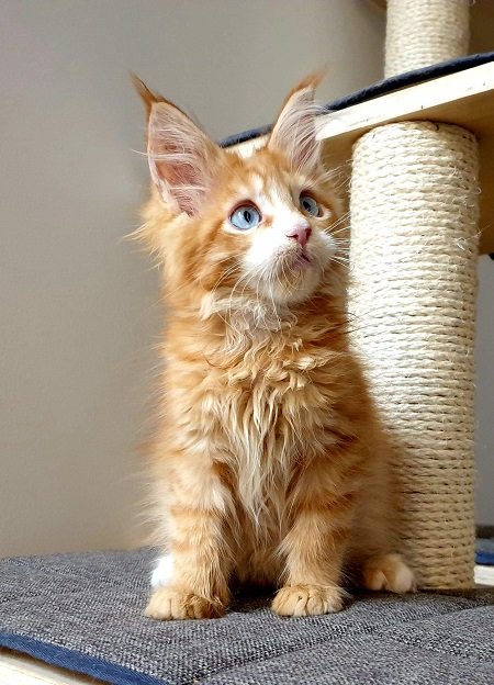 sweetcandysofiya1.jpeg sweetcandysofiya1.jpeg