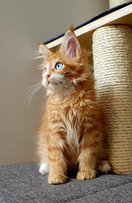 Sweet Candy Sofiya, Red Mackerel with White Maine Coon, photo 4