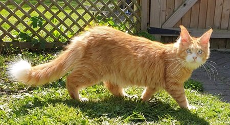 Sweet Candy Sofiya, Red Mackerel with White Maine Coon, photo 3
