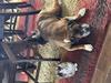 With their dog sister Stella 